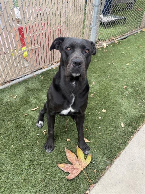 Photo of Penelope, adoptable Cane Corso Mastiff in Chula Vista, California