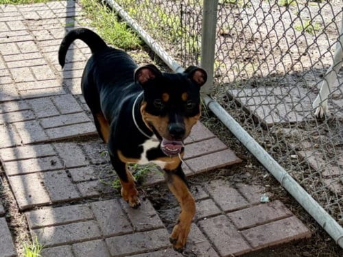 Photo of Ducky, adoptable Staffordshire Bull Terrier in Houston, Texas