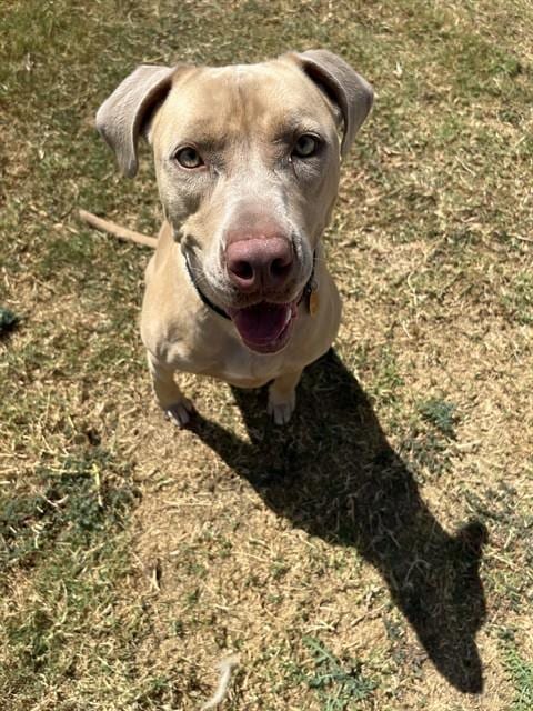 Photo of Pebbles, adoptable Pit Bull Terrier in Killeen, Texas
