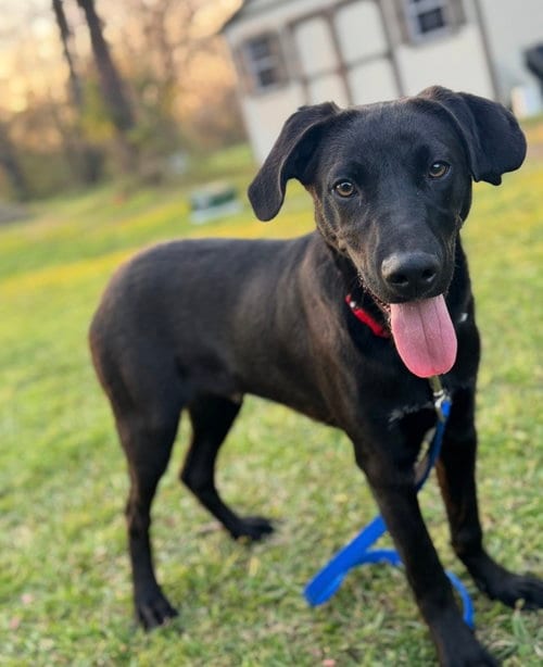 Photo of Ryder, adoptable Labrador Retriever in Conway, Arkansas
