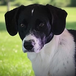 Photo of Hunter, adoptable English Pointer Mixed Breed (Medium) in Pittsfield, Illinois