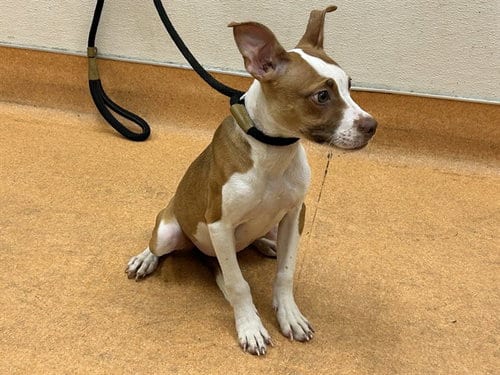 Photo of Margie, adoptable Pit Bull Terrier in Martinez, California