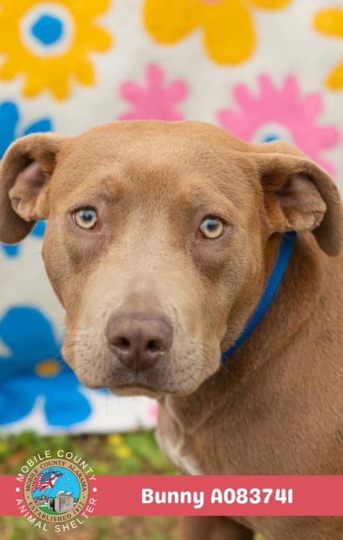 Photo of Bunny, adoptable Bulldog in Mobile, Alabama