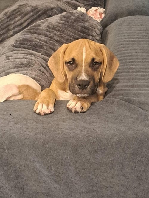 Photo of Kylie, adoptable Hound in Salt Lake City, Utah