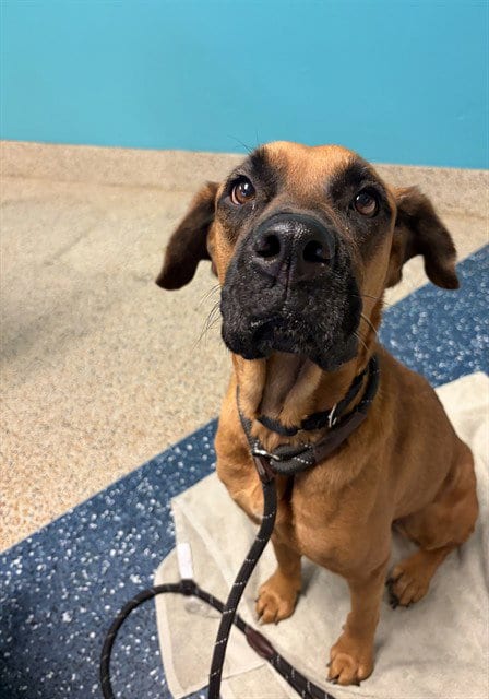 Photo of Sandra, adoptable Mastiff in Miami, Florida