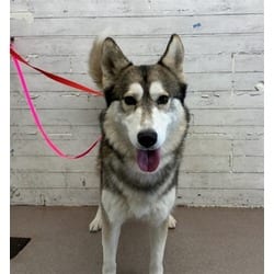 Photo of Mojo Jojo, adoptable Husky in San Bernardino, California