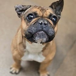 Photo of Stormy, adoptable French Bulldog in Boulder, Colorado