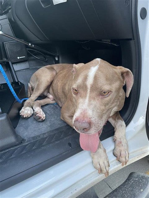 Photo of Chapo, adoptable Pit Bull Terrier in Houston, Texas