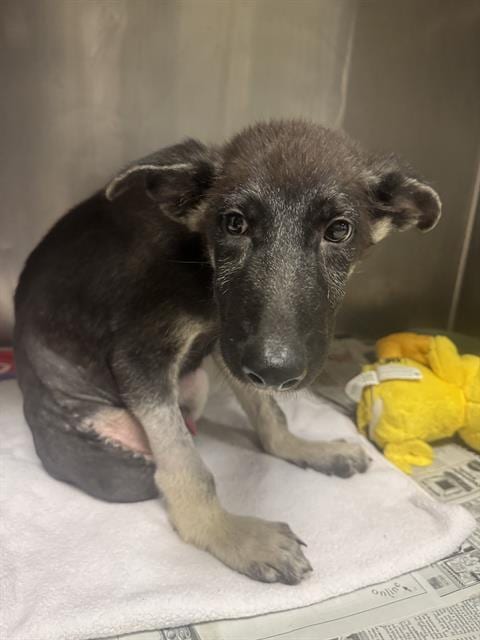 Photo of Max, adoptable German Shepherd Dog in Riverside, California