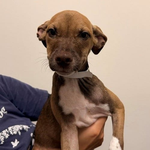Photo of Aura, adoptable Unknown breed in Rancho Santa Fe, California