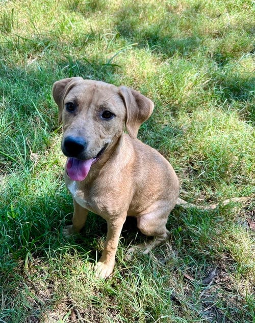 Photo of Phoenix, adoptable American Pit Bull Terrier in FRAMINGHAM, Massachusetts