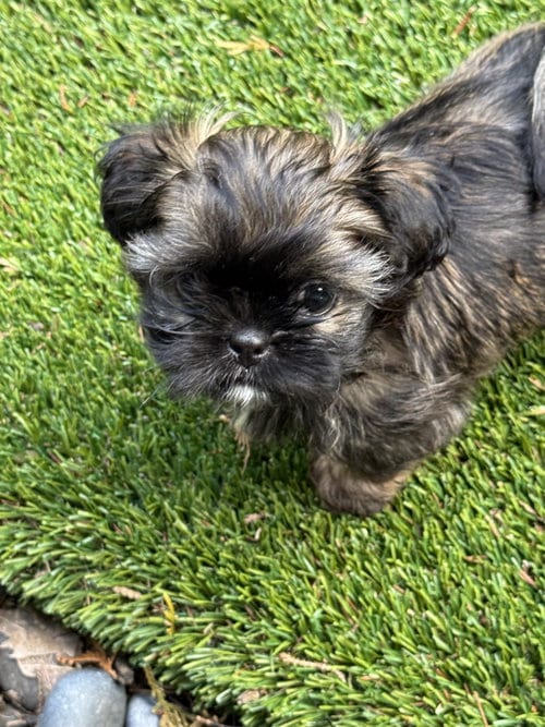 Photo of Biggs, adoptable Shih Tzu in St. Louis Park, Minnesota