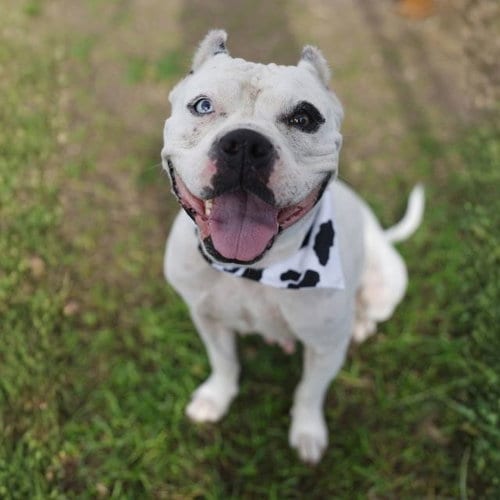 Photo of Hachi, adoptable American Staffordshire Terrier in San Antonio, Texas