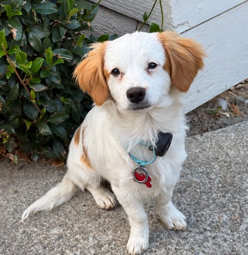 Photo of Cayenne, adoptable Cavalier King Charles Spaniel in Romoland, California