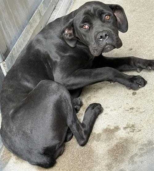 Photo of Aja, adoptable Cane Corso Mastiff in Sacramento, California