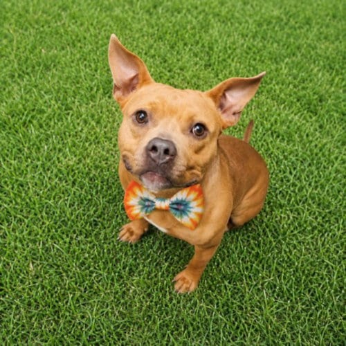 Photo of Ziggy, adoptable American Staffordshire Terrier in Clinton Township, Michigan