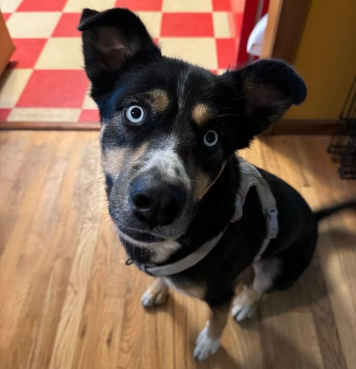 Photo of Juniper Zoomie Queen, adoptable Siberian Husky/Australian Cattle Dog in Denver, Colorado