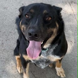 Photo of Oscar P, adoptable Shepherd (Unknown Type) Mixed Breed (Medium) in Stephenville, Texas