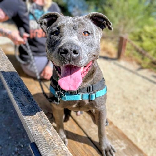 Photo of Orville, adoptable American Pit Bull Terrier in Oakland, California
