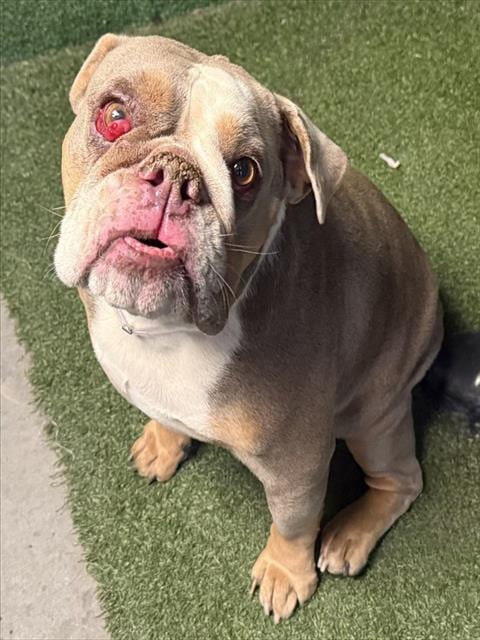 Photo of Erlinda, adoptable English Bulldog in Lancaster, California