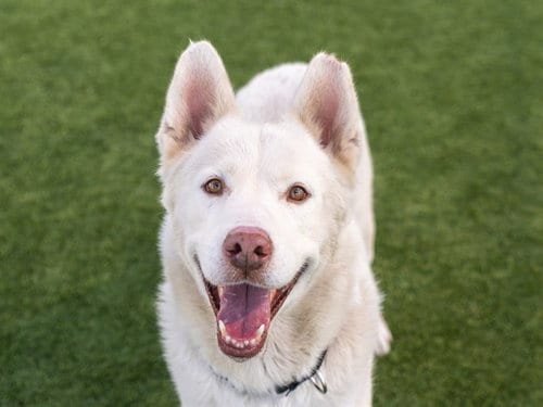 Photo of Balto, adoptable Siberian Husky in Martinez, California
