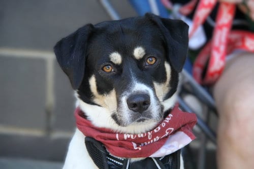 Photo of Orla, adoptable Border Collie in Charlotte, North Carolina