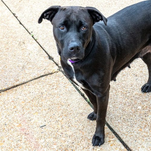 Photo of Millie, adoptable Labrador Retriever in St Louis, Missouri