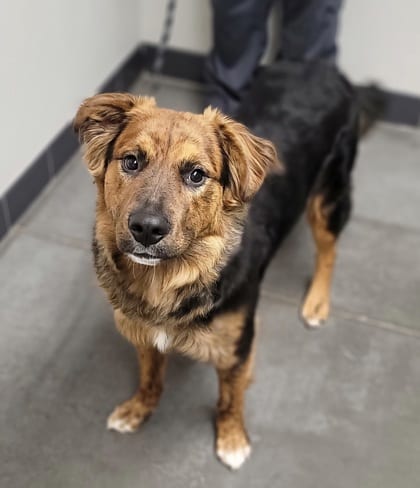 Photo of Bubba, adoptable dog in Farmington, New Mexico