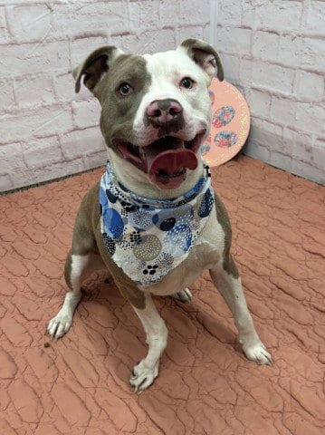 Photo of Culture Crave, adoptable Pit Bull Terrier in Detroit, Michigan