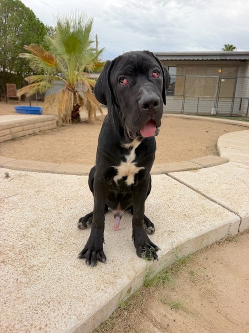Photo of Honeybuns, adoptable Cane Corso Mastiff in Goodyear, Arizona