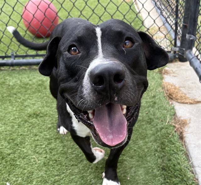 Photo of Tucker, adoptable Mixed Breed
