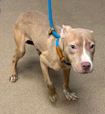 Photo of Endive, adoptable dog in Chamblee, Georgia