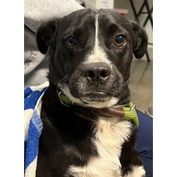 Photo of Rocky, adoptable Golden Retriever Terrier (Unknown Type, Medium) in San Antonio, Texas