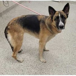 Photo of Sascha, adoptable German Shepherd Dog in Kansas City, Missouri