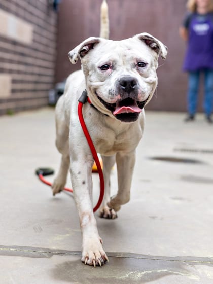 Photo of Marble- IN FOSTER, adoptable dog in Chamblee, Georgia