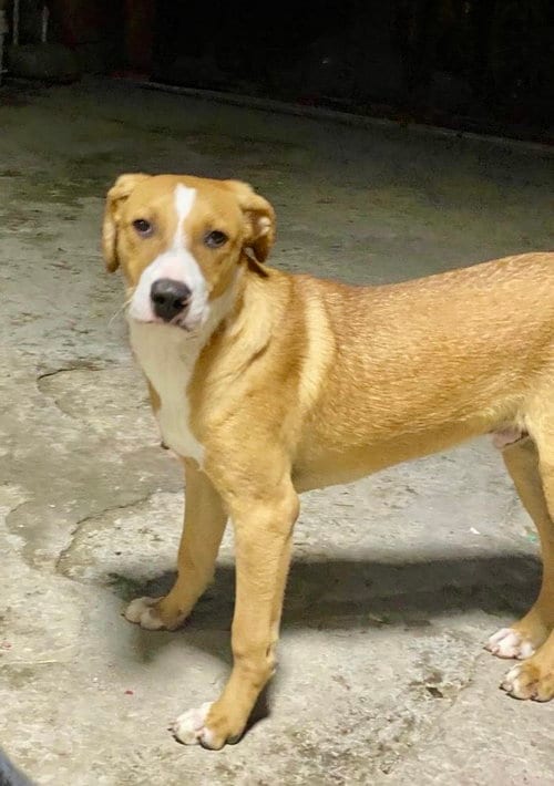 Photo of Jagger, adoptable Labrador Retriever in San Diego, California