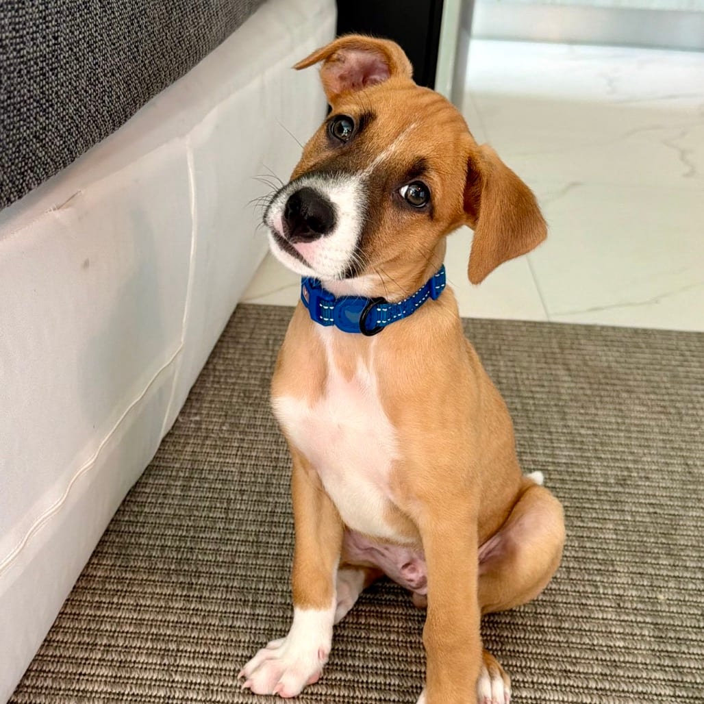 Photo of Milo, adoptable Boxer in Jefferson, New Jersey