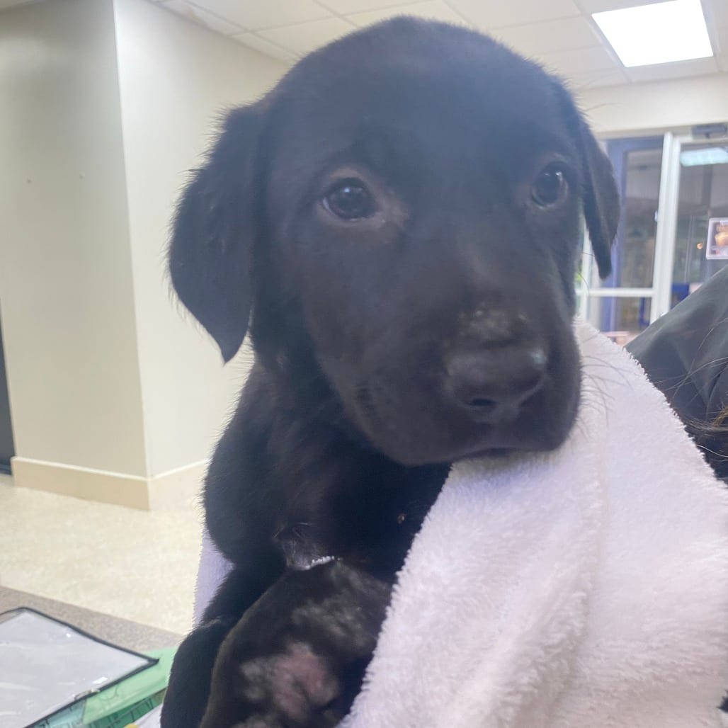 Photo of Cheryl, adoptable Mixed Breed (Medium) in Houston, Texas