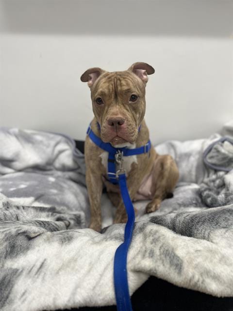 Photo of Goldie, adoptable American Bulldog in Boston, Massachusetts