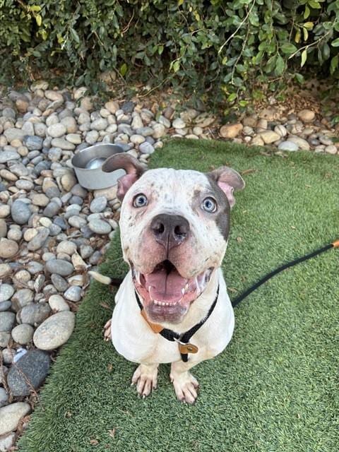 Photo of Expo, adoptable Pit Bull Terrier in San José, California