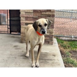 Photo of Sam, adoptable Plott Hound in Pueblo, Colorado