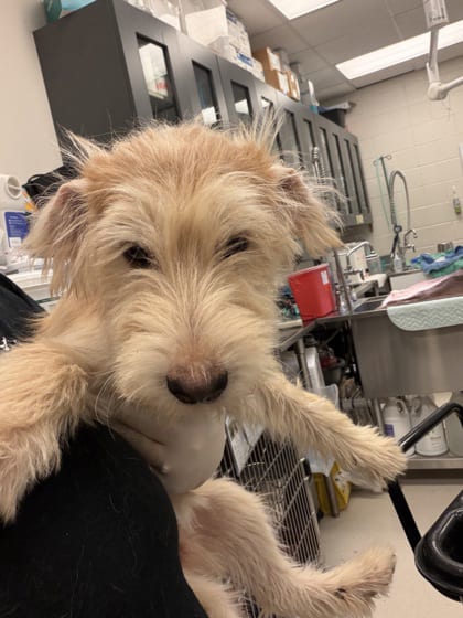 Photo of Sammy~FOSTER or FOSTER TO ADOPT NEEDED, adoptable Terrier in Andover, Minnesota