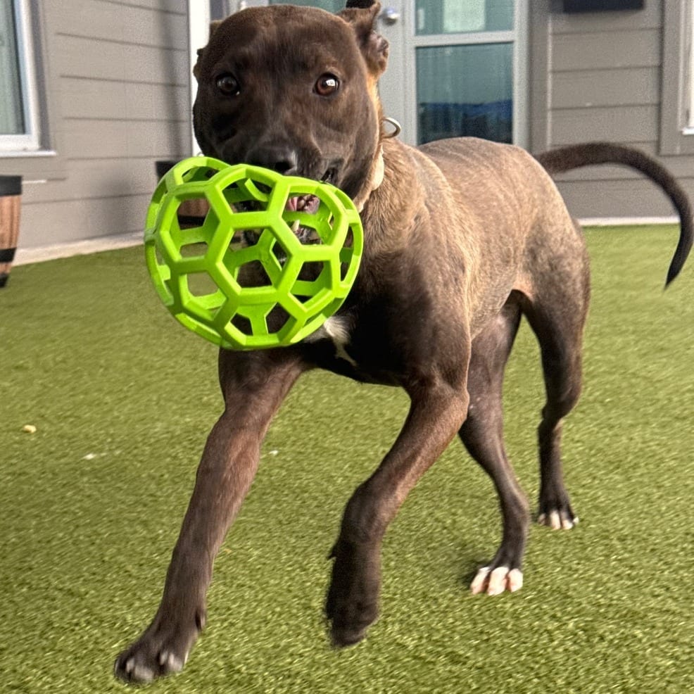 Photo of Tulip, adoptable Terrier, Pit Bull in Greensboro, North Carolina