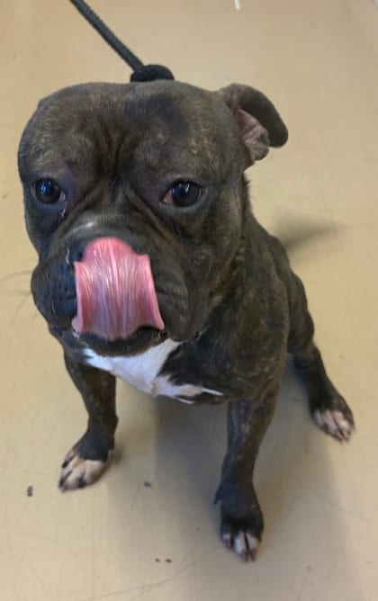 Photo of Lucky Charms, adoptable dog in Chamblee, Georgia
