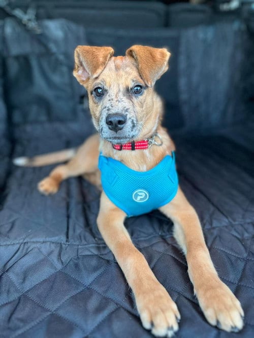 Photo of Toni, adoptable Border Collie in West Des Moines, Iowa