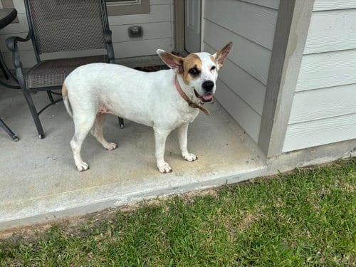 Photo of Roxy, adoptable Labrador Retriever in The Woodlands, Texas