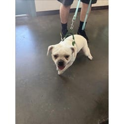 Photo of Chato, adoptable French Bulldog Pug in Chatsworth, California