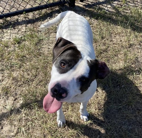 Photo of Boston, adoptable Labrador Retriever in Ocala, Florida