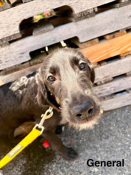 Photo of General, adoptable Labrador Retriever in LEBANON, Connecticut