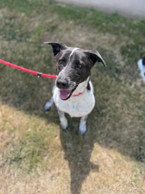 Photo of Crona, adoptable Labrador Retriever in Rowlett, Texas